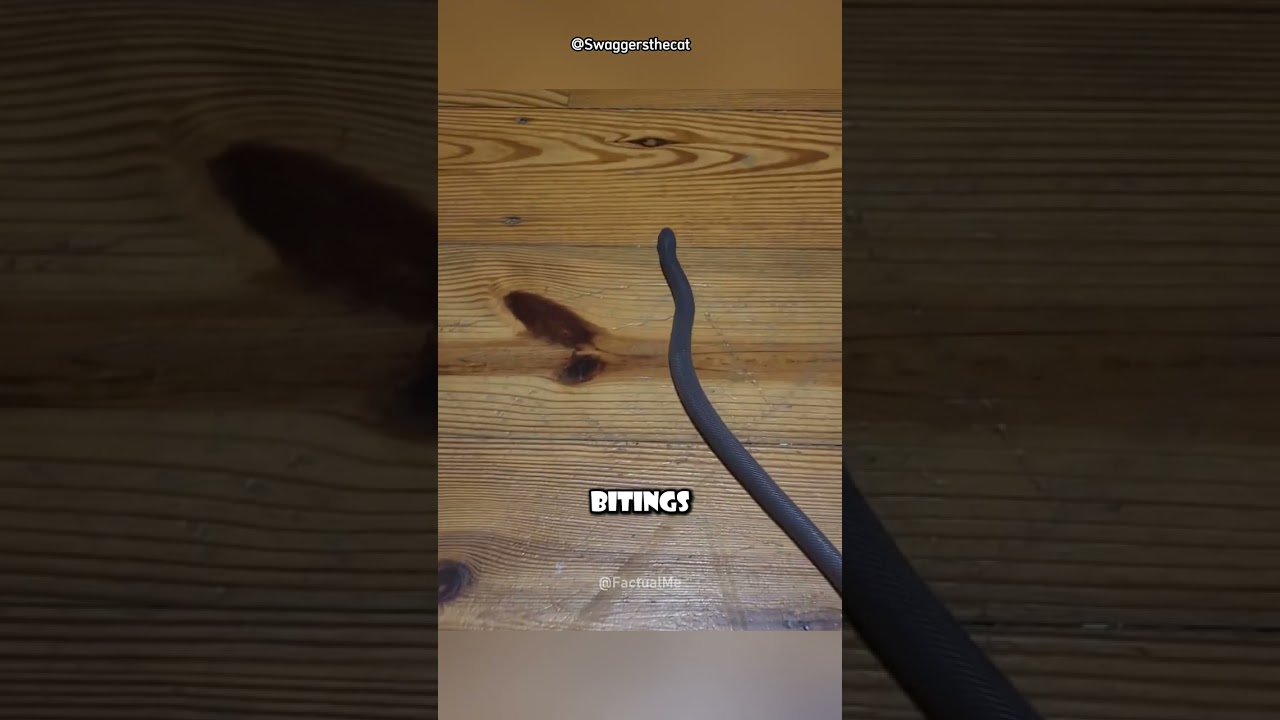 Deadly Stiletto Snake 