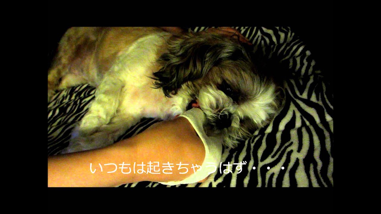 犬の歯磨き 嫌がるわんこには Youtube 犬の歯磨き 嫌がるわんこには Youtube
