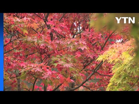 울긋불긋 단풍과 예술의 향연...'소요 단풍 문화제' / YTN