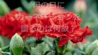 【動画HowTo】母の日にカーネーションを贈るのは何故？