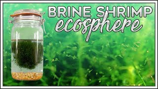 Brine Shrimp Ecosphere