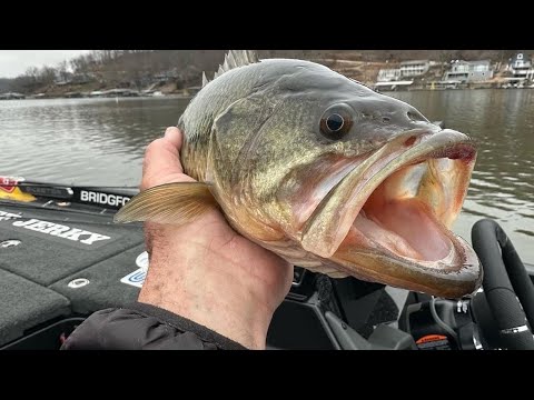 THE Best Way To Catch Bass On A Heavily Fished Lake… THE Best Way To Catch Bass On A Heavily Fished Lake…