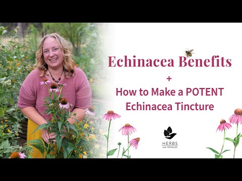 Video: Apakah tincture echinacea?