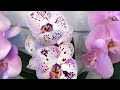Как ухаживать за орхидеей#подкорм орхидей