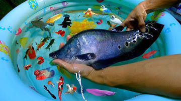 Tổng hợp các loại cá cảnh đẹp cá betta, cá lia thia, cá rồng, cá bảy màu, cá vàng, cá koi, cá la hán