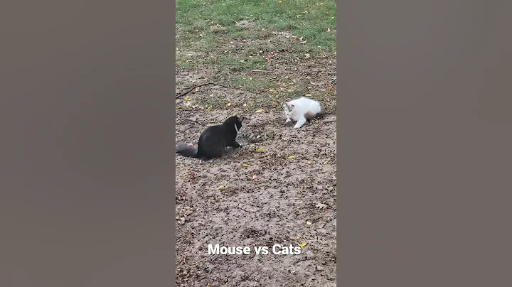 mouse out runs 2 big cats