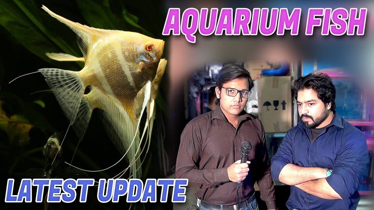 Aquarium Fish Latest Update (Jamshed Asmi Informative Channel ) YouTube