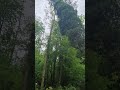 Holzschlag bei Pumphaus