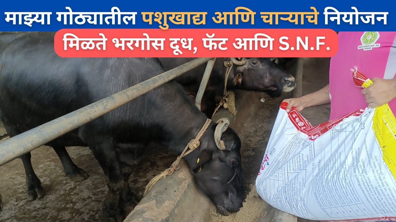 माझ्या गोठ्यातील पशुखाद्य आणि चाऱ्याचे नियोजन , मिळते भरगोस दूध, फॅट आणि S.N.F.