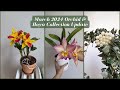 March 2024 orchid  hoya collection bloom update  fragrant cattleyas galore 