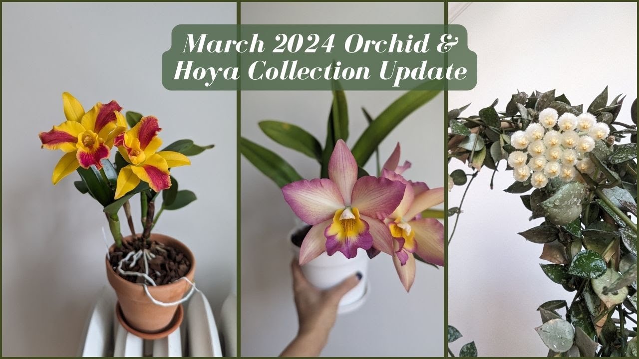 March 2024 Orchid & Hoya Collection Bloom Update | Fragrant Cattleyas Galore  🥰
