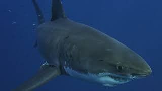 National Science Week 2020 Ocean Science Experiments episode 3 — Moving and Sensing