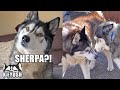 Husky Shocked to see Best Friend After 3 Months Apart!