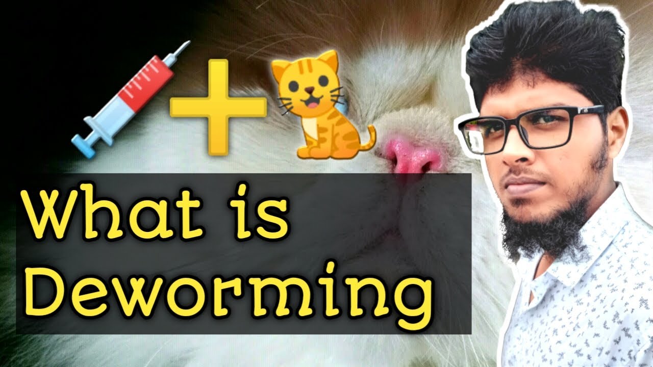 cat deworming how to deworm a cat Persian cat YouTube
