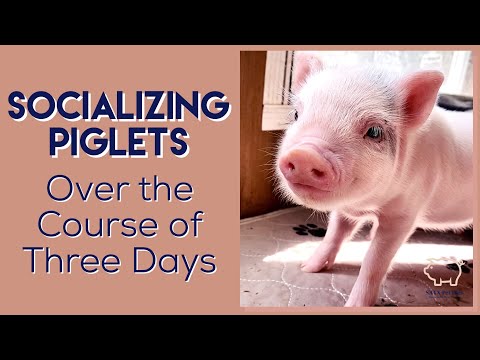 Video: ¿Están entrenados en casa los cerdos panzudos?