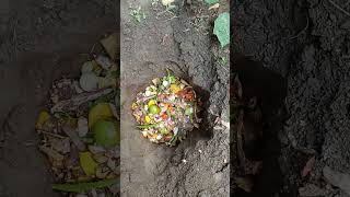 The easiest way to compost at home in directly to the ground 💚   #plants #garden #terrace #trending