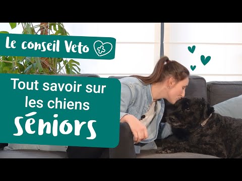 Vidéo: Senior Chiens