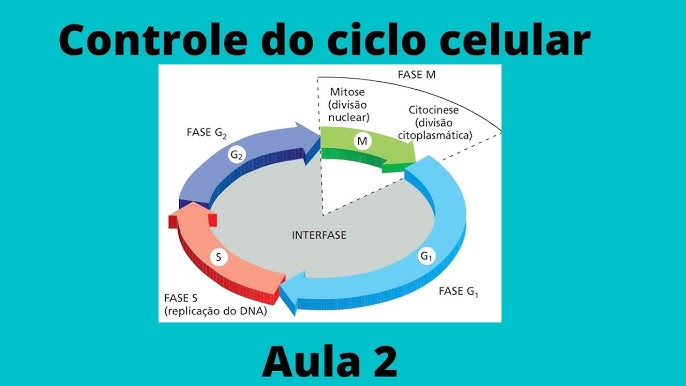 Ciclo celular: fases, divisão e controle