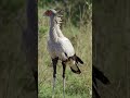 This bird hunts snakes with its feet! 🦅🐍#SecretaryBird #WildEarthStories #Wildlife  #Nature