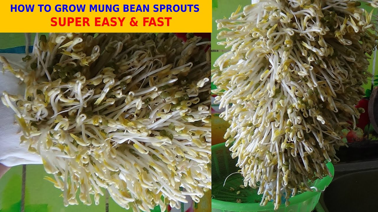 How to grow mung bean sprouts with cloth towels super easy YouTube