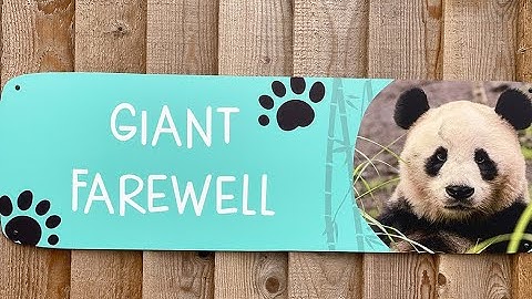 🐼 #Giantpanda Xiao Qi Ji: Farewell to Edinburgh Giant pandas Yang Guang and Tian Tian