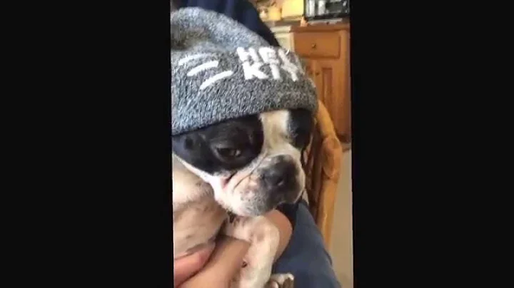 Silly dog