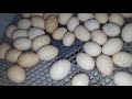 Conclusiones incubadora automatica 56 huevos 🐣🐣