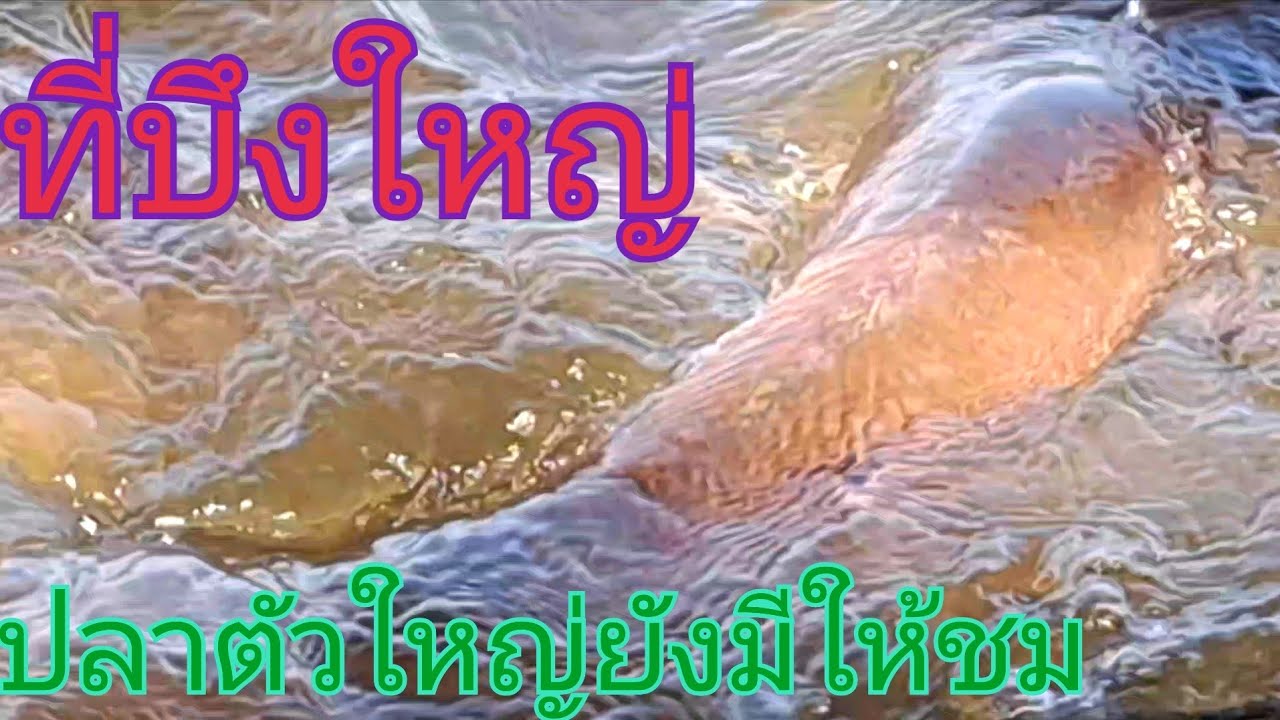 ที่บึงใหญ่บรรยากาศดีๆพอฝนหยุดน้ำขึ้นนิดหน่อยปลานกมาเยอะมาก