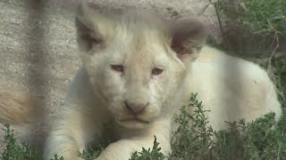 Rare White Lion Cubs Born at Zoo Were a Surprise To Keepers Rare White Lion Cubs Born at Zoo Were a Surprise To Keepers