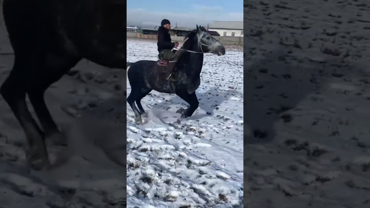 #horse #rek #лошадь