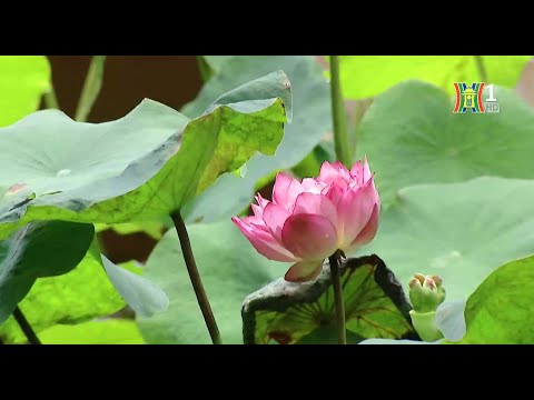 Video Trải nghiệm Sen cung đình giữa sân nhà cổ - youtube