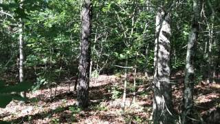 NATIONAL FOREST acreage - Only $500 down - Tract 9 Turkey Hollow Missouri Ozarks