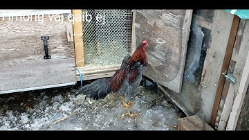 update kuv me nyuam qaib ej loj lawm nawb zoo nkauj kawg li os