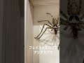 フェイントをカマすアシダカグモ
