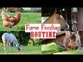 Summer Morning Farm Feeding Routine