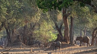Mana Pools Live Chat with James and Kirsten