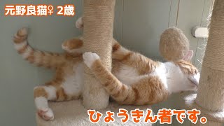 成長しても子猫の時のように全力で遊ぶ元野良猫がこちら。