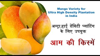 आम की किस्में | अल्ट्रा-हाई डेंसिटी प्लांटिंग के लिए उपयुक्त | UHDP MANGO VARIETY