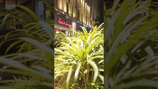 Download Lagu @nonegha Simphoni Hitam cover Sherina Munaf #fericandra #fypシ #jakartahits #music #jakarta MP3