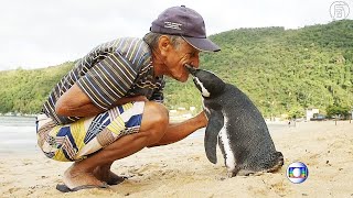 Бразилец спас пингвина, и теперь он приплывает каждый год (новости)