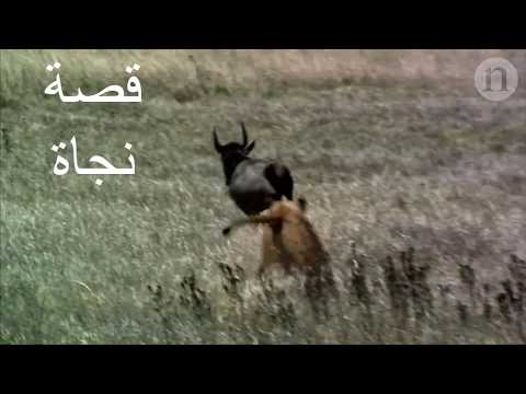 Re7la Eyla Elmortaf3at رحلة الى المرتفعات Trailer 