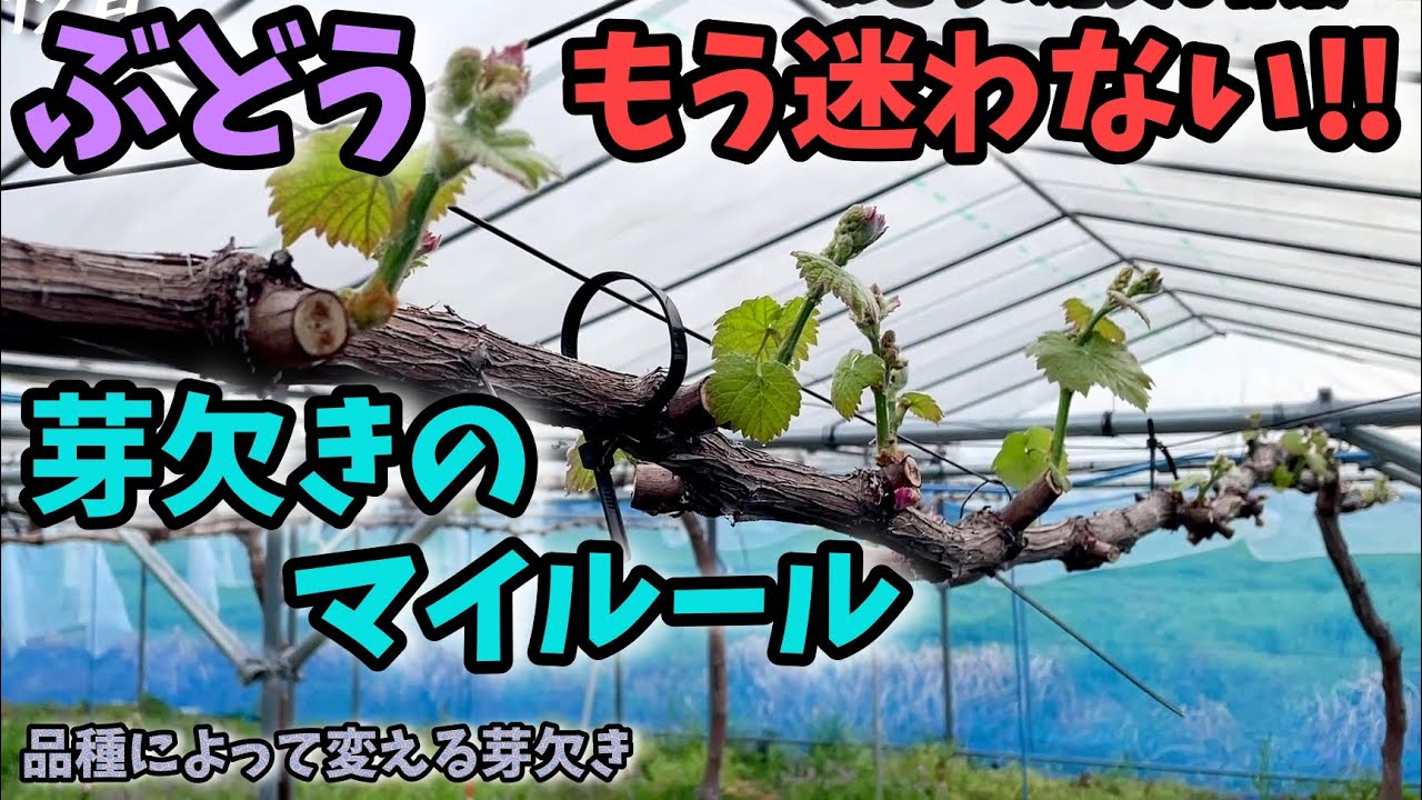 【🍇ぶどう】ぶどうの芽欠きとマイハートの花芽があるか確認したった。今年は迷わない！【129回目】佐賀県吉野ヶ里町でシャインマスカットなど果樹栽培日誌＃ぶどう栽培＃シャインマスカット ＃ナガノパープル