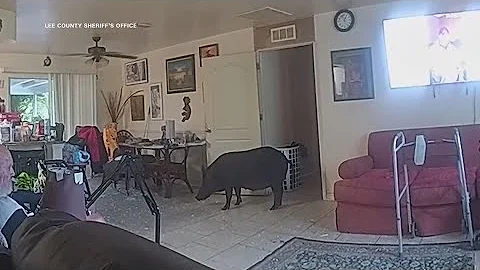 Florida deputies deal with boar inside home, followed by standoff