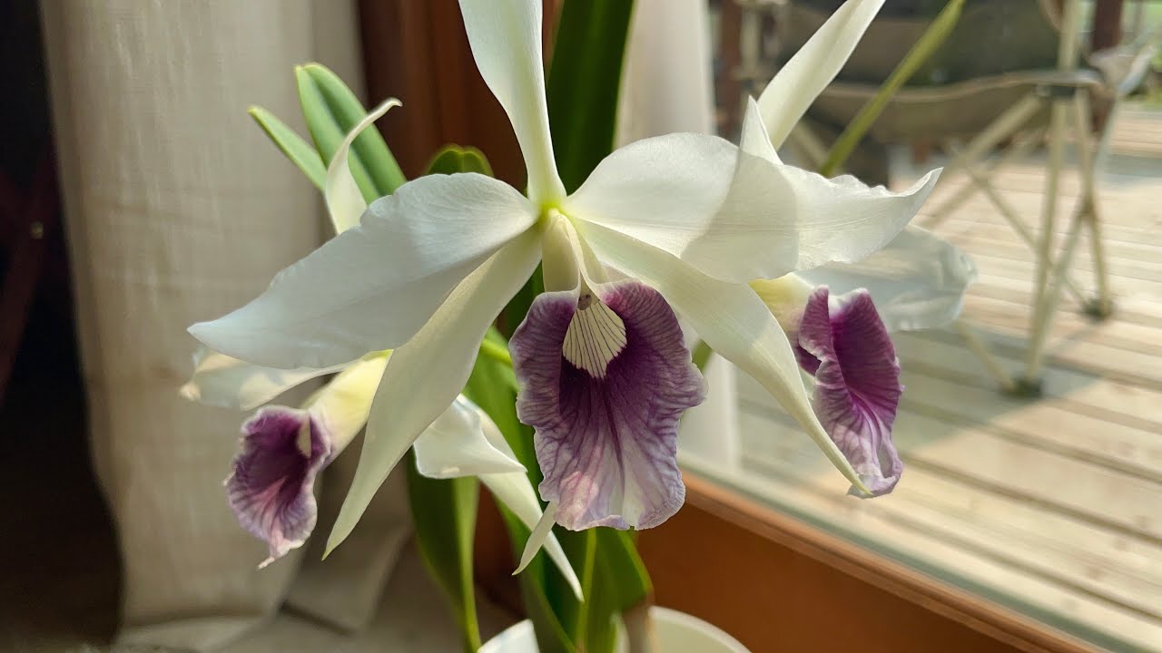 Repotting my Laelia (Cattleya) purpurata var Werkhauseri