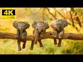 Baby animals 4k  explore the lovely world of baby wild animals in the world with relaxing music