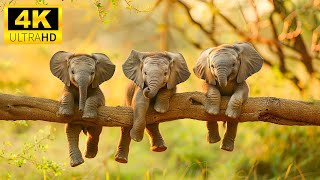 Baby Animals 4K - Explore The Lovely World Of Baby Wild Animals In The World With Relaxing Music