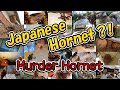 [Japanese hornets] 2023 omnibus★1 hour endurance!! Japanese hornet extermination！