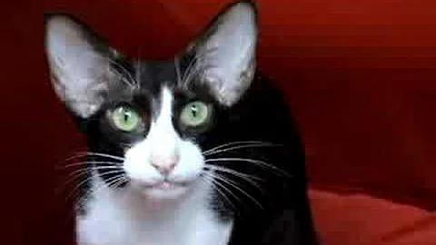 Watch the video about Very evil playing oriental shorthair bi colour makes strange sounds