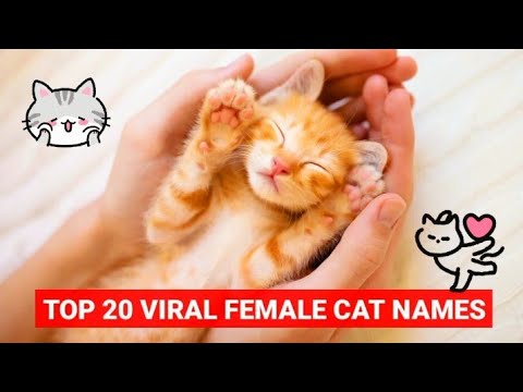 Video: 20 Awesome Cat nimed Aafrikast