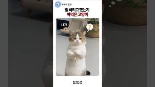뭘 하려고 했는지 까먹은 고양이 #웃긴고양이